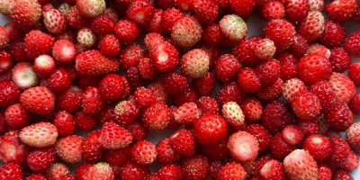 Wild strawberries dried 100 gram-15e plase write for price